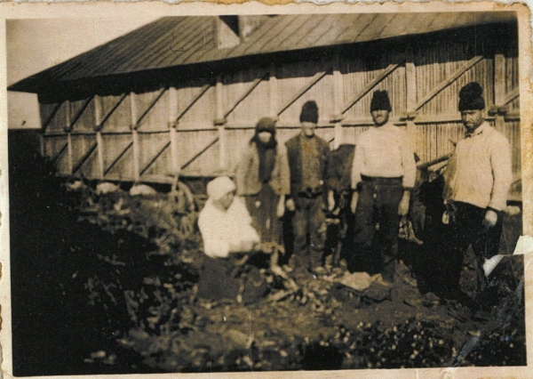 Bivol, 1906 - La cosere