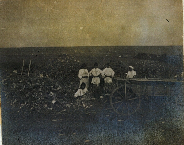 Bivol, 1906 - La desfacat porumb